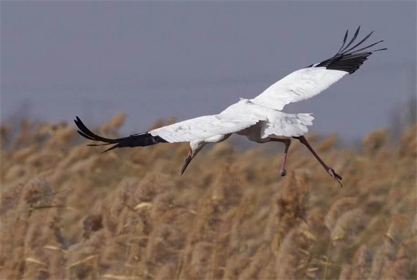 7790�ط����Ź������,����Ұ������׷��,��������׷����,����׷����